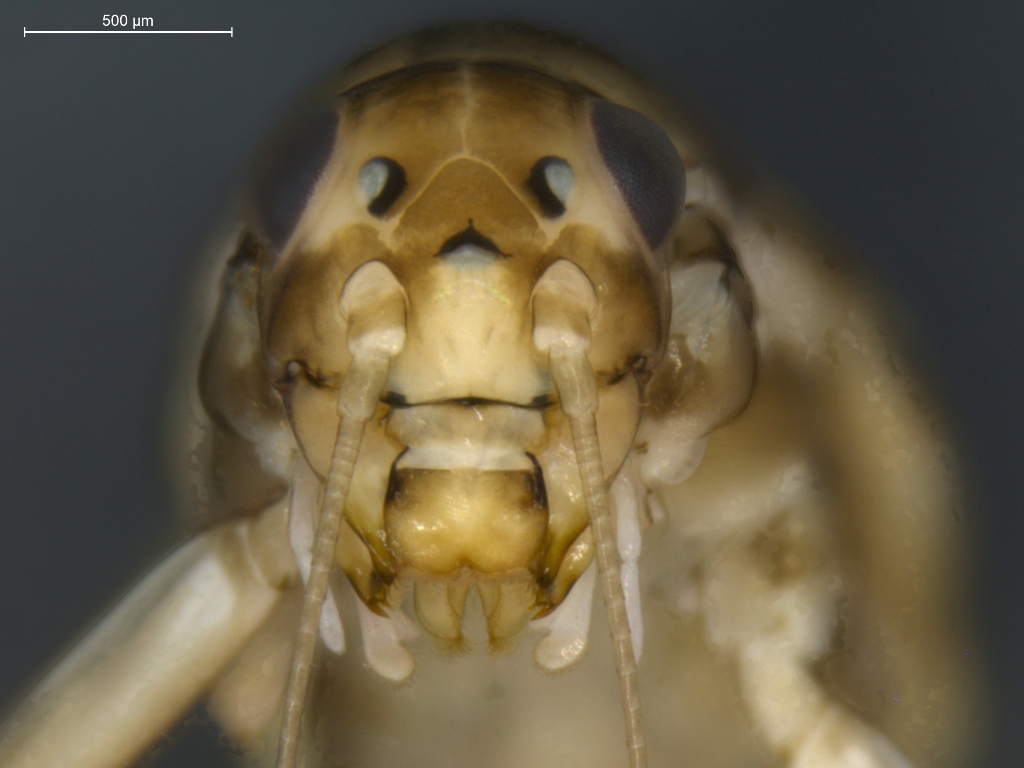 Baetis scambus